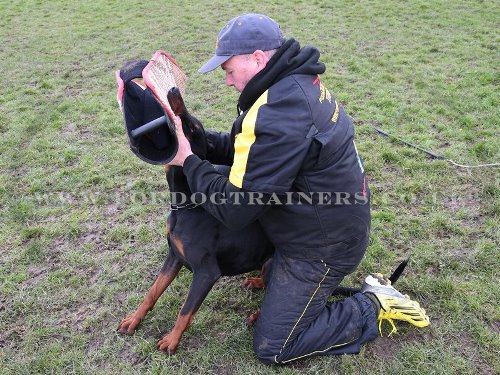 Doberman Dog Training with a Bite Sleeve